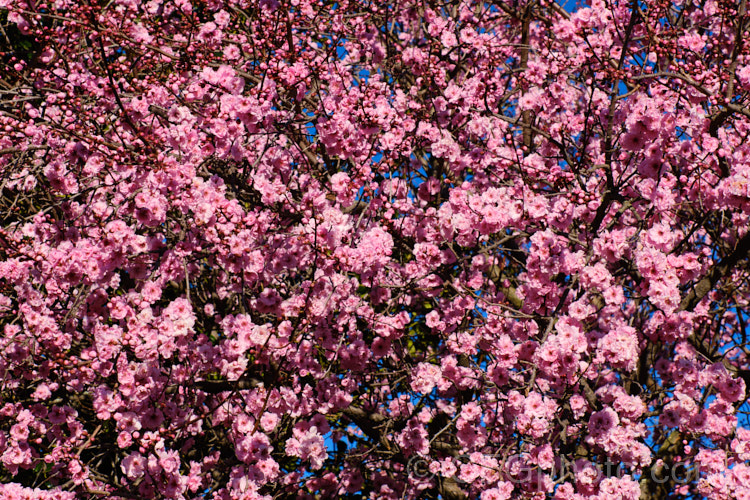 Cherry Blossom. Plum (<i>Prunus x blireana</i>), this early spring-flowering deciduous shrub or small tree to 45m tall is a hybrid between a Prunus cerasifera cultivar (either 'Atropurpurea' or 'Pissardii') and a double-flowered form of Prunus mume. It was raised in 1906 by the French hybridist. Lemoine. Its semi-double flowers are large, with short stems. Order: Rosales, Family: Rosaceae