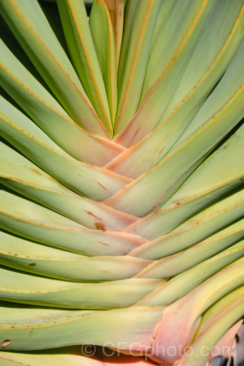 The fan-like arrangement of the leaf bases of the Fan Aloe (<i>Aloe plicatilis</i>), a winter- to spring-flowering, woody-based, succulent perennial native to the Cape. Province of South Africa. The fan-like arrangement of the 30-40cm long leaves is very distinctive. Order: Asparagales, Family: Asphodelaceae