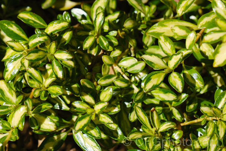 Coprosma 'KiwiGold', this Coprosma x kirkii x Coprosma repens hybrid is a low, spreading but also mounding evergreen shrub with small, glossy, yellow-centred leaves. It is ultimately around 50cm high x 2m wide and shows a regrettably strong tendency to revert to green foliage. Order: Gentianales, Family: Rubiaceae