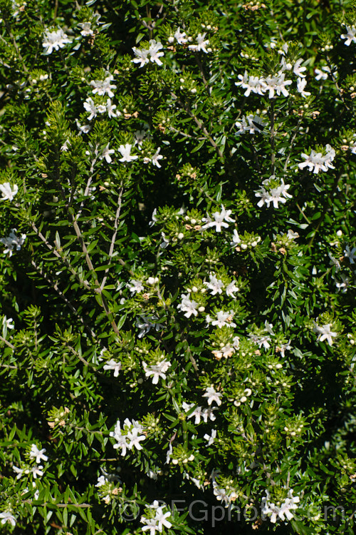 Coast. Rosemary or Coast. Westringia (<i>Westringia fruticosa [syn. Westringia rosmariniformis]). Despite the common name, this 15m tall, evergreen, long-flowering shrub from coastal eastern Australian has no herbal uses and is grown as an ornamental. It is rather a variable plant with leaves that can dark green to grey-green and flowers that range in colour from white to purplish mauve. westringia-2933htm'>Westringia.