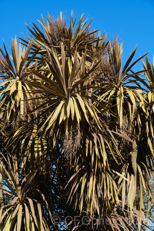 Cordyline australis 'Purpurea', a purple bronze foliage form of the Cabbage Tree or Ti. Kouka, an evergreen sword-leaved tree native to New Zealand It is smaller than the species and can be cultivated as a container plant. Young trees often have quite bright purple-red foliage, but regrettably the leaves of mature plants tend to look rather faded in comparison.