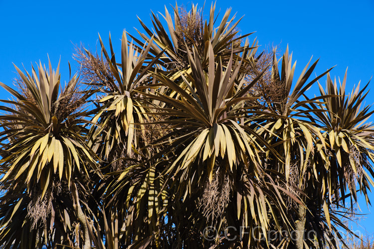 Cordyline australis 'Purpurea', a purple bronze foliage form of the Cabbage Tree or Ti. Kouka, an evergreen sword-leaved tree native to New Zealand It is smaller than the species and can be cultivated as a container plant. Young trees often have quite bright purple-red foliage, but regrettably the leaves of mature plants tend to look rather faded in comparison.