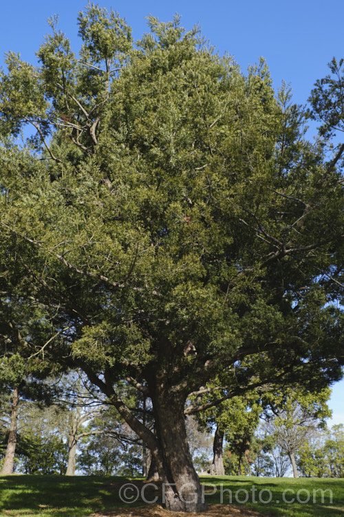 Common Yellowwood, African Fern Pine of Weeping Yew (<i>Afrocarpus falcatus [syn. <i>Podocarpus falcatus</i>]), an evergreen, 25-60m tall coniferous tree found in the mountains of southern Africa. It has large leaves for a conifer, flaking bark and produces fleshy drupes that are eaten by bats and birds that distribute the seeds. Order: Araucariales, Family: Podocarpaceae