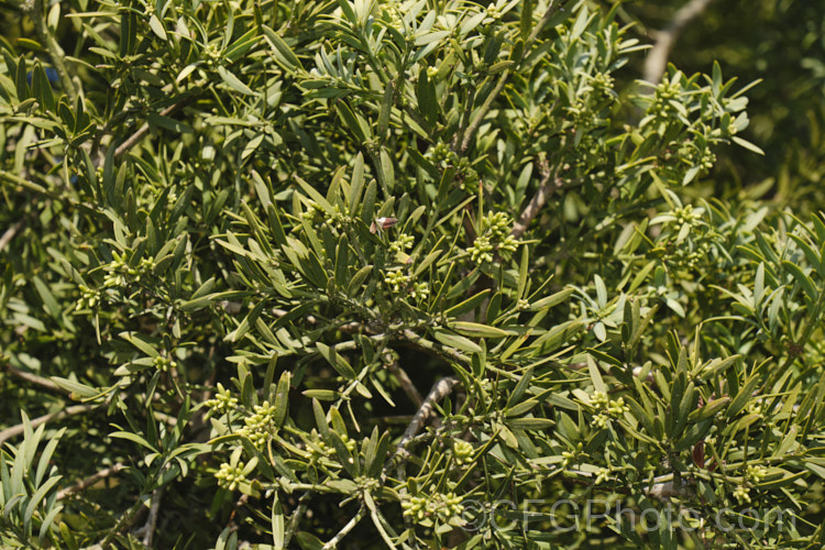 Common Yellowwood, African Fern Pine of Weeping Yew (<i>Afrocarpus falcatus [syn. <i>Podocarpus falcatus</i>]), an evergreen, 25-60m tall coniferous tree found in the mountains of southern Africa. It has large leaves for a conifer, flaking bark and produces fleshy drupes that are eaten by bats and birds that distribute the seeds. Order: Araucariales, Family: Podocarpaceae