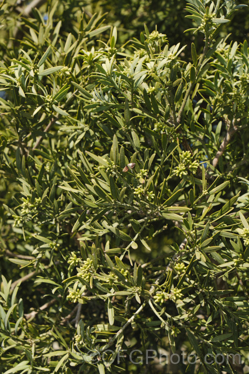 Common Yellowwood, African Fern Pine of Weeping Yew (<i>Afrocarpus falcatus [syn. <i>Podocarpus falcatus</i>]), an evergreen, 25-60m tall coniferous tree found in the mountains of southern Africa. It has large leaves for a conifer, flaking bark and produces fleshy drupes that are eaten by bats and birds that distribute the seeds. Order: Araucariales, Family: Podocarpaceae