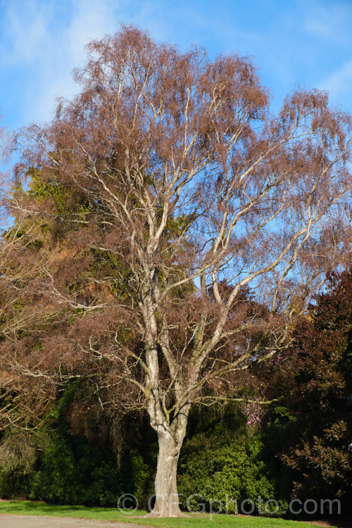 The Paper. Birch, White Birch or Canoe. Birch (<i>Betula papyrifera</i>) in winter. This very hardy, 30m tall, deciduous tree is native to northern North America and southern Greenland. Paper. Birch is similar to the Eurasian. Betula pendula but with a more upright, less weeping habit. betula-2077htm'>Betula. <a href='betulaceae-plant-family-photoshtml'>Betulaceae</a>.