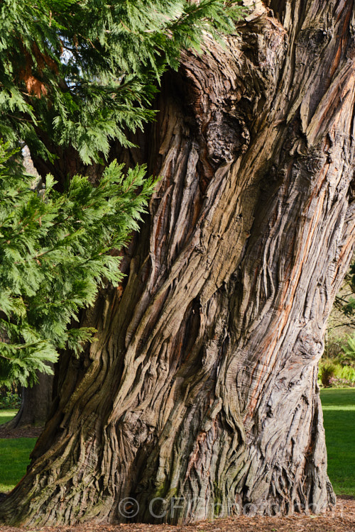 The heavy trunk and deeply furrowed bark of the Incense. Cedar (<i>Calocedrus decurrens</i>), an evergreen conifer, up to 45m tall, native to the western United States. There are several cultivated forms. calocedrus-2626htm'>Calocedrus. Order: Pinales, Family: Cupressaceae