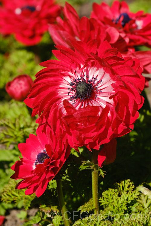 Anemone 'Harmony' Double Red, one of the Harmony' series of mixed colour bedding anemones (<i>Anemone coronaria 'Harmony' Mixed</i>), a rhizomatous southern European perennial that has been extensively developed to produce large, fancy flowers 'Harmony' is just one of many strains that have been developed. Order: Ranunculales, Family: Ranunculaceae