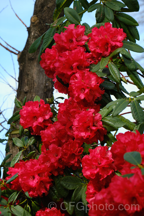 Rhododendron 'Cornubia' ('Blood. Red' x Rhododendron shilsonii</i>), a very early-flowering tree-sized hybrid raised by Barclay-Fox of Britain around 1912. It can put on a spectacular display but is at risk because blooming so early means that the flower show is often cut short by frost