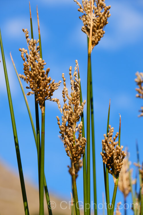 Leafless. Rush (<i>Juncus pauciflorus</i>), a species of rush native to New Zealand andAustralia. The flowering stems are up to 1m tall and the dense clumps often have red stem bases that are a distinctive feature. juncus-3466htm'>Juncus.