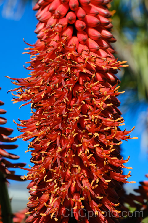 Cape. Aloe or Fierce. Aloe (<i>Aloe ferox</i>), a winter-flowering woody-stemmed perennial native to the Cape. Province of South Africa. The main trunk can be up to 3m tall In addition to having spine-tipped edges, the succulent foliage is studded with spines, though the extent of this is variable. Order: Asparagales, Family: Asphodelaceae