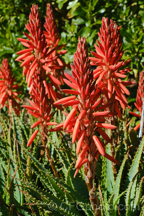 Tree Aloe or Krantz. Aloe (<i>Aloe arborescens</i>), despite its name indicating a tree-like habit, this southern African succulent develops into a dense, branching mound up to 3m high. In winter and spring, it produces many heads of showy orange-red flowers. Order: Asparagales, Family: Asphodelaceae