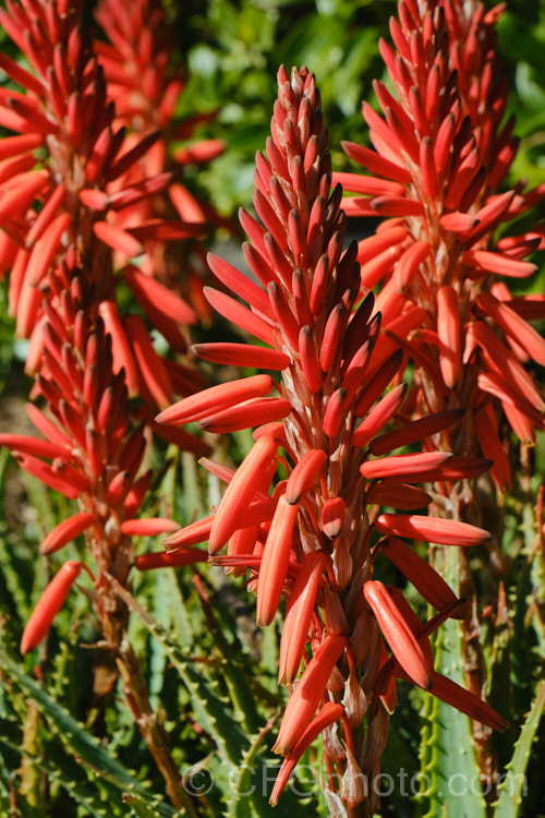 Tree Aloe or Krantz. Aloe (<i>Aloe arborescens</i>), despite its name indicating a tree-like habit, this southern African succulent develops into a dense, branching mound up to 3m high. In winter and spring, it produces many heads of showy orange-red flowers. Order: Asparagales, Family: Asphodelaceae