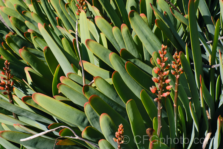 Fan Aloe (<i>Aloe plicatilis</i>), a winter- to spring-flowering, woody-based, succulent perennial native to the Cape. Province of South Africa. The fan-like arrangement of the 30-40cm long leaves is very distinctive. Order: Asparagales, Family: Asphodelaceae