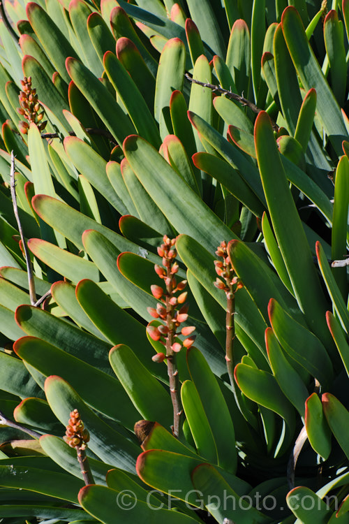 Fan Aloe (<i>Aloe plicatilis</i>), a winter- to spring-flowering, woody-based, succulent perennial native to the Cape. Province of South Africa. The fan-like arrangement of the 30-40cm long leaves is very distinctive. Order: Asparagales, Family: Asphodelaceae