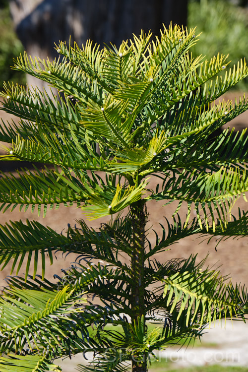 Wollemi. Pine (<i>Wollemia nobilis</i>), an evergreen conifer up to 40m tall, discovered in a narrow gorge in the Wollemi. National. Park, northwest of Sydney,Australia in 1994. The genus is thought to be around 200 million years old, is a member of the Araucariaceae and related to the Monkey Puzzle and Norfolk Island Pine. Although extremely rare in the wild, the Wollemi. Pine is slowly entering cultivation. wollemia-2935htm'>Wollemia. <a href='araucariaceae-plant-family-photoshtml'>Araucariaceae</a>.