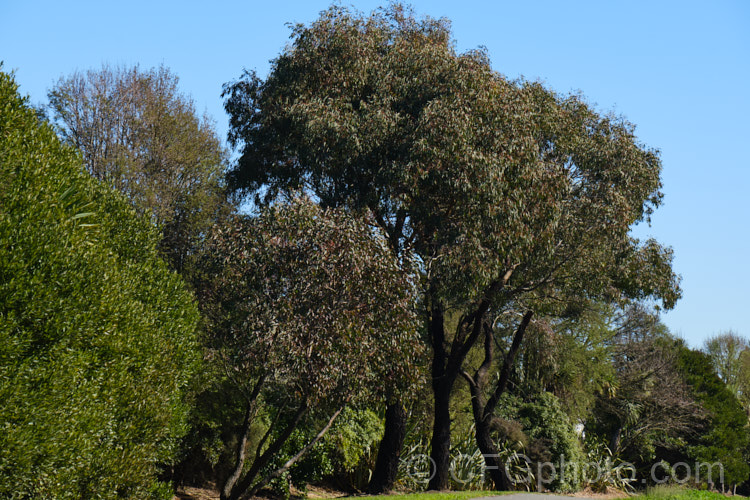 The very dark trunks of young. Ironbark or Mugga. Trees (<i>Eucalyptus sideroxylon</i>). This 35m tall evergreen tree is native to southeastern Australia. It often has a weeping habit and unlike many eucalypts its very dark bark, which is often lighter on mature trees, is permanent and does not peel away. The species has creamy white flowers and along with the pink-flowered form 'Rosea' is widely grown for its flower display. Order: Myrtales, Family: Myrtaceae