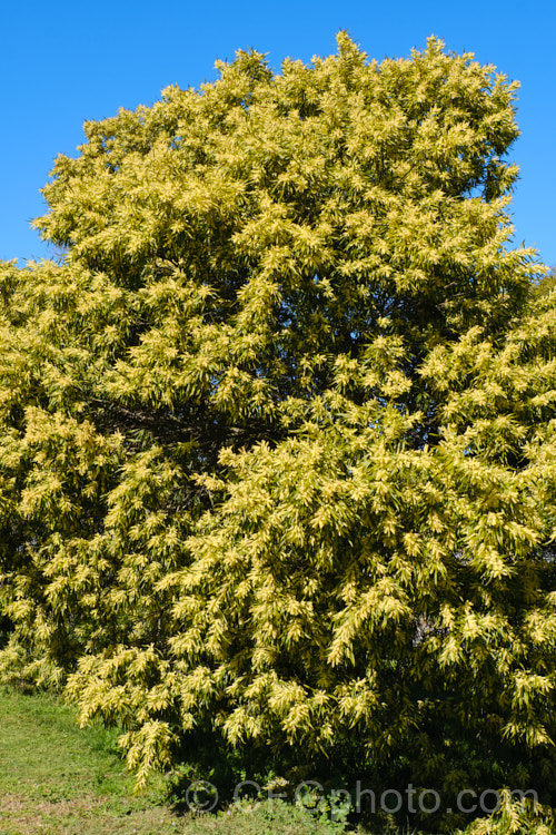 Gossamer Wattle or Sallow Wattle (<i>Acacia floribunda</i>), a large, willowy stemmed, evergreen shrub or small tree native to southeastern Australia. It grows to around 5m tall and flowers in late winter to spring, producing short spikes of cream to soft yellow flowers. The young foliage is often slightly red-tinted. Order: Fabales, Family: Fabaceae