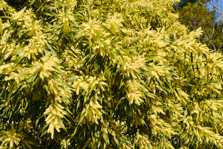 Gossamer Wattle or Sallow Wattle (<i>Acacia floribunda</i>), a large, willowy stemmed, evergreen shrub or small tree native to southeastern Australia. It grows to around 5m tall and flowers in late winter to spring, producing short spikes of cream to soft yellow flowers. The young foliage is often slightly red-tinted. Order: Fabales, Family: Fabaceae