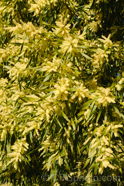 Gossamer Wattle or Sallow Wattle (<i>Acacia floribunda</i>), a large, willowy stemmed, evergreen shrub or small tree native to southeastern Australia. It grows to around 5m tall and flowers in late winter to spring, producing short spikes of cream to soft yellow flowers. The young foliage is often slightly red-tinted. Order: Fabales, Family: Fabaceae