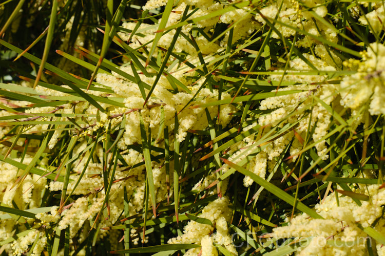 Gossamer Wattle or Sallow Wattle (<i>Acacia floribunda</i>), a large, willowy stemmed, evergreen shrub or small tree native to southeastern Australia. It grows to around 5m tall and flowers in late winter to spring, producing short spikes of cream to soft yellow flowers. The young foliage is often slightly red-tinted. Order: Fabales, Family: Fabaceae