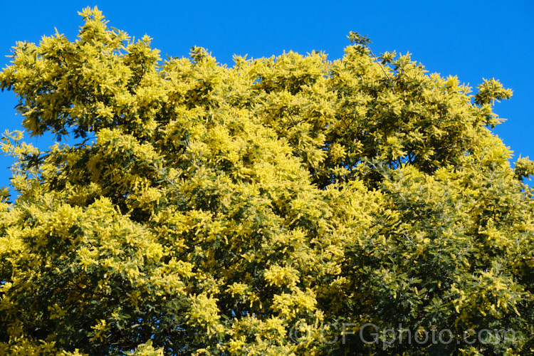 Late Black Wattle (<i>Acacia mearnsii</i>), a spring- to summer-flowering evergreen tree from eastern and southern Australia. It grows to around 10m tall and the flowers have a pleasant spicy scent. The ferny foliage is more of a dark green shade than the blue-green common to wattles. Order: Fabales, Family: Fabaceae