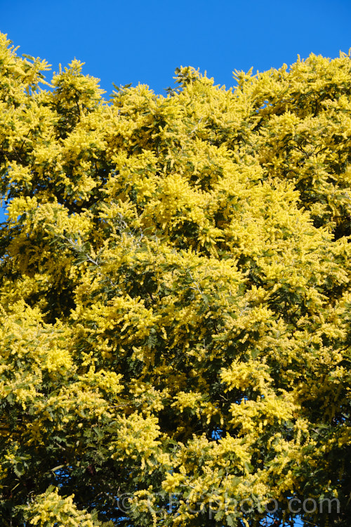 Late Black Wattle (<i>Acacia mearnsii</i>), a spring- to summer-flowering evergreen tree from eastern and southern Australia. It grows to around 10m tall and the flowers have a pleasant spicy scent. The ferny foliage is more of a dark green shade than the blue-green common to wattles. Order: Fabales, Family: Fabaceae