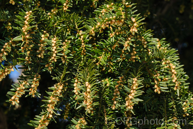 A Yew (<i>Taxus baccata</i>) in early spring, with pollen cones about to open. This very tough and widely cultivated Eurasian conifer occurs in many cultivated forms but in the wild is usually seen as a multi-branched dome-shaped tree around 15-20m tall Order: Pinales, Family: Taxaceae