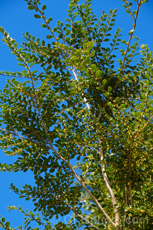 Vanilla. Tree (<i>Azara microphylla</i>) in flower. Although only tiny, the flowers of this evergreen, spring-bloomingChilean and Argentinean tree have a strong vanilla scent that announces their presence well before they can be seen. azara-2391htm'>Azara. <a href='salicaceae-plant-family-photoshtml'>Salicaceae</a>.