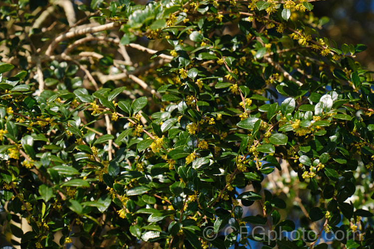 Vanilla. Tree (<i>Azara microphylla</i>) in flower. Although only tiny, the flowers of this evergreen, spring-bloomingChilean and Argentinean tree have a strong vanilla scent that announces their presence well before they can be seen. azara-2391htm'>Azara. <a href='salicaceae-plant-family-photoshtml'>Salicaceae</a>.