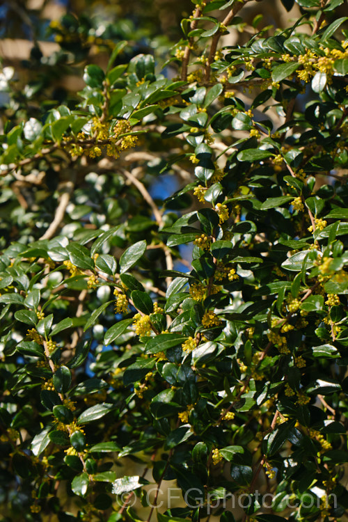 Vanilla. Tree (<i>Azara microphylla</i>) in flower. Although only tiny, the flowers of this evergreen, spring-bloomingChilean and Argentinean tree have a strong vanilla scent that announces their presence well before they can be seen. azara-2391htm'>Azara. <a href='salicaceae-plant-family-photoshtml'>Salicaceae</a>.