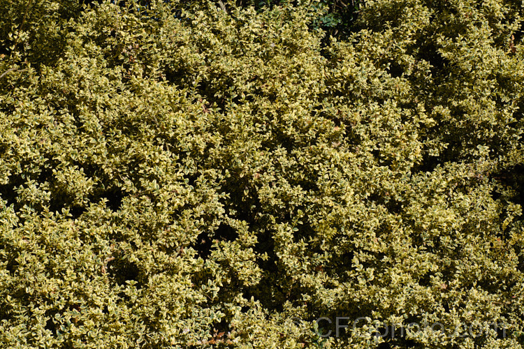 Golden Box (<i>Buxus sempervirens 'Aureo Variegata'), a yellow-edged form of the Common Box, an evergreen shrub native to southern Europe, western Asia and North Africa. As with the plain green-leaved species, it is widely used for hedging.