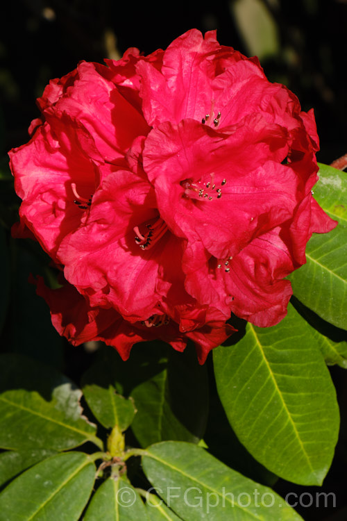 Rhododendron 'Cornubia' ('Blood. Red' x Rhododendron shilsonii</i>), a very early-flowering tree-sized hybrid raised by Barclay-Fox of Britain around 1912. It can put on a spectacular display but is at risk because blooming so early means that the flower show is often cut short by frost