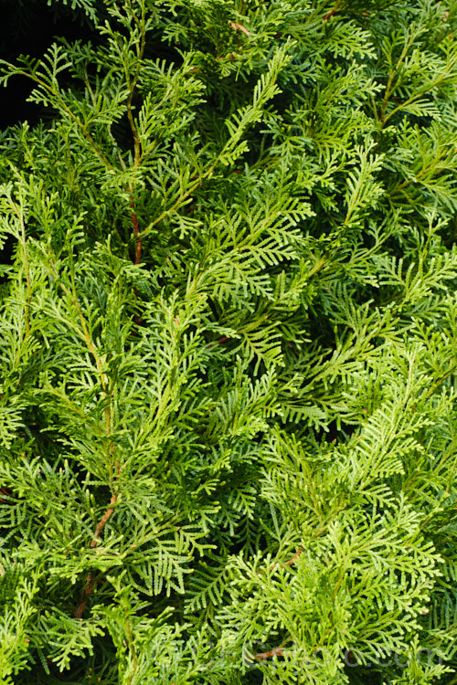 Pahautea, Kaikawaka or Mountain Cedar (<i>Libocedrus bidwillii</i>), an evergreen tree up to 25m tall, endemic to the North and South Islands of New Zealand, where it occurs from near sea level to over 1200m elevation. Order: Pinales, Family: Cupressaceae