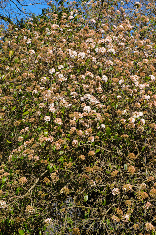 Viburnum x burkwoodii (<i>Viburnum carlesii x Viburnum utile</i>), a semi-deciduous 25-4m tall shrub. Its clusters of white flowers that open from pink buds are strongly scented and borne over a long period from late winter. viburnum-2081htm'>Viburnum. <a href='adoxaceae-plant-family-photoshtml'>Adoxaceae</a>.