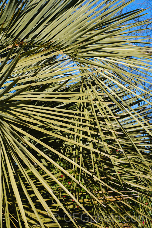 The distinctive bend in the frond of the Yatay, Wine. Palm or Jelly Palm (<i>Butia capitata</i>), a 5-6m tall feather palm from Brazil, Uruguay and Argentina. Its arching blue-grey fronds are a distinctive feature.