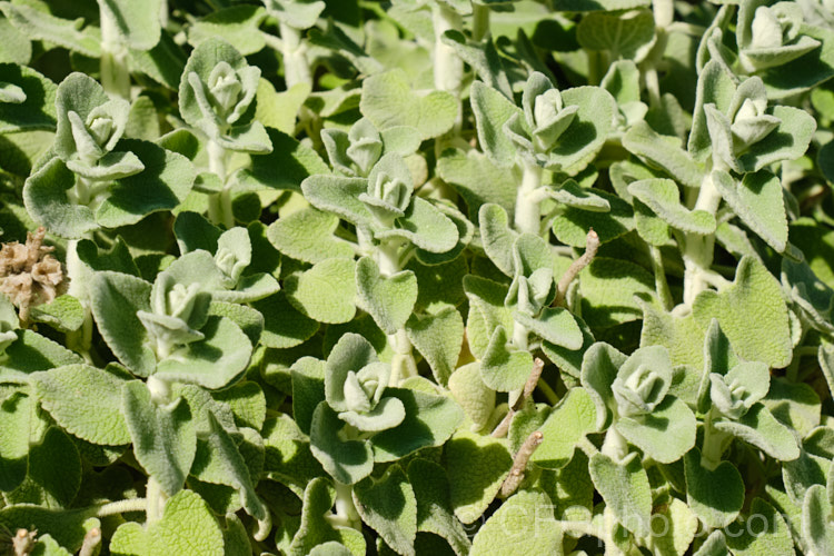 The foliage of False Dittany or Grecian. Horehound (<i>Ballota pseudodictamnus</i>). This evergreen subshrub has felted pale green to grey-green leaves that are its main attraction, though it does produce whorls of small white and mauve, verticillaster-borne flowers from late spring. It grows to around 50cm high x 1m wide and is native to Greece, Turkey, Crete and Libya. ballota-2591htm'>Ballota.