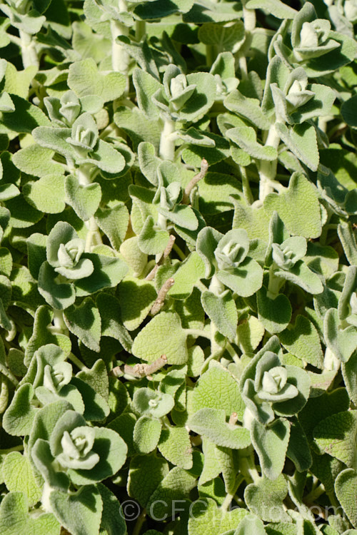 The foliage of False Dittany or Grecian. Horehound (<i>Ballota pseudodictamnus</i>). This evergreen subshrub has felted pale green to grey-green leaves that are its main attraction, though it does produce whorls of small white and mauve, verticillaster-borne flowers from late spring. It grows to around 50cm high x 1m wide and is native to Greece, Turkey, Crete and Libya. ballota-2591htm'>Ballota.