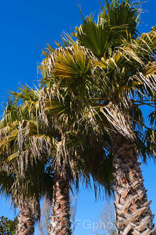 Southern. Washingtonia, Mexican Washingtonia or Skyduster (<i>Washingtonia robusta</i>), a 25m tall palm native to northwest Mexico. It eventually develops at tall, clean trunk topped with a head of foliage and is widely grown as an avenue tree. washingtonia-2056htm'>Washingtonia.