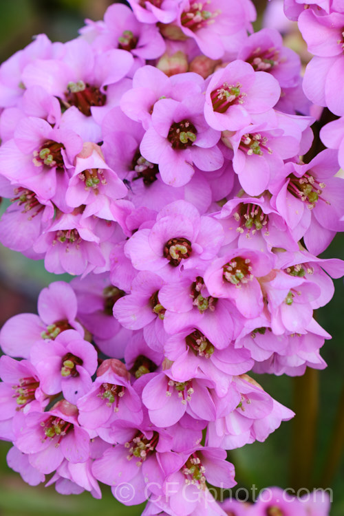 The flowers of Pigsqueak (<i>Bergenia cordifolia</i>), a hardy perennial native to Siberia. The large leaves are near-evergreen in mild climates. Its flowers, on reddish stems up to 30cm high, open from late winter. The common name supposedly comes from the squeals of delight given by pigs on finding the rhizomes, though it may also be because of the noise produced by rubbing the wet foliage. bergenia-2281htm'>Bergenia. <a href='saxifragaceae-plant-family-photoshtml'>Saxifragaceae</a>.