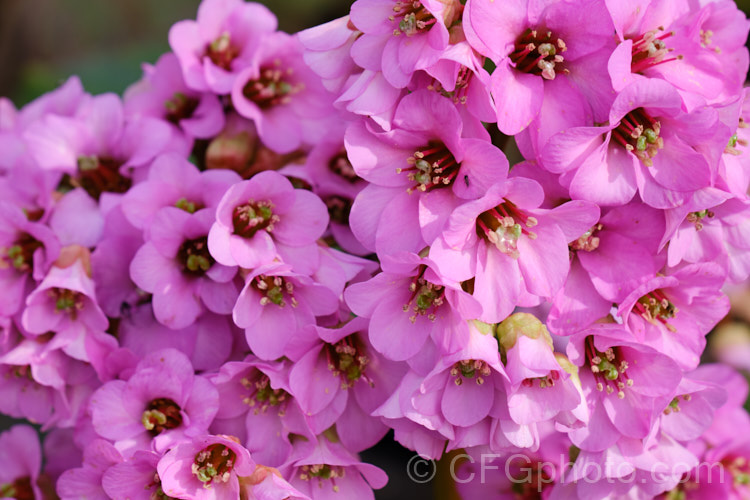 The flowers of Pigsqueak (<i>Bergenia cordifolia</i>), a hardy perennial native to Siberia. The large leaves are near-evergreen in mild climates. Its flowers, on reddish stems up to 30cm high, open from late winter. The common name supposedly comes from the squeals of delight given by pigs on finding the rhizomes, though it may also be because of the noise produced by rubbing the wet foliage. bergenia-2281htm'>Bergenia. <a href='saxifragaceae-plant-family-photoshtml'>Saxifragaceae</a>.