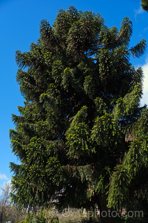 Bunya Bunya (<i>Araucaria bidwillii</i>), a 45m tall evergreen conifer native to Queensland, Australia. It is a near relative of the monkey puzzle tree and Norfolk Island pine. Order: Pinales, Family: Araucariaceae