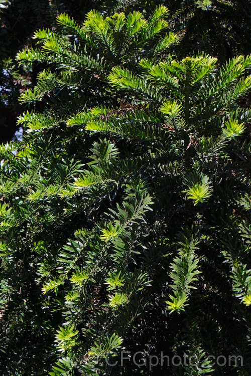 Bunya Bunya (<i>Araucaria bidwillii</i>), a 45m tall evergreen conifer native to Queensland, Australia. It is a near relative of the monkey puzzle tree and Norfolk Island pine. Order: Pinales, Family: Araucariaceae