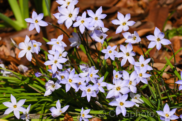 Starflower (<i>Ipheion uniflorum</i>), a spreading, evergreen perennial that flowers for a long period from late winter. It is native to Uruguay and temperate parts of Argentina. ipheion-2701htm'>Ipheion.