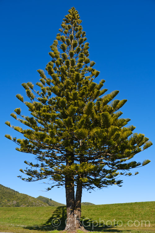 Norfolk Pine (<i>Araucaria heterophylla [syn. Araucaria excelsa]). Endemic to Norfolk Island, this tree has the unusual habit of being very upright despite constant exposure to wind, which makes it a very popular coastal tree in areas that are mild enough to support it. Order: Pinales, Family: Araucariaceae