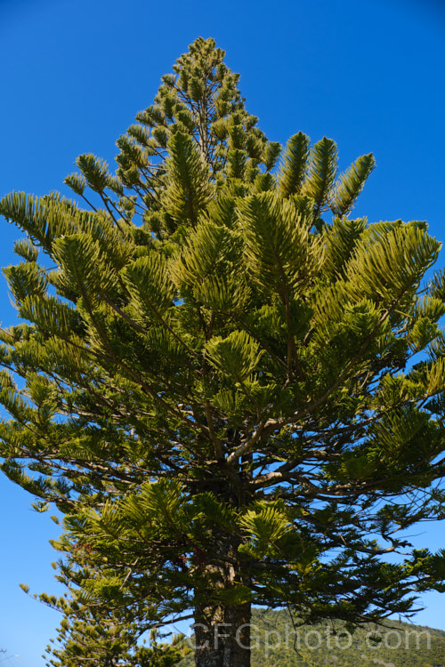 Norfolk Pine (<i>Araucaria heterophylla [syn. Araucaria excelsa]). Endemic to Norfolk Island, this tree has the unusual habit of being very upright despite constant exposure to wind, which makes it a very popular coastal tree in areas that are mild enough to support it. Order: Pinales, Family: Araucariaceae