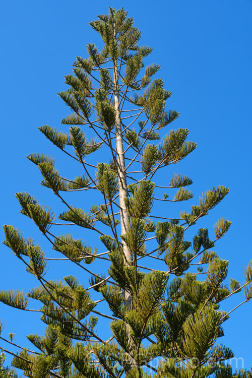 Norfolk Pine (<i>Araucaria heterophylla [syn. Araucaria excelsa]). Endemic to Norfolk Island, this tree has the unusual habit of being very upright despite constant exposure to wind, which makes it a very popular coastal tree in areas that are mild enough to support it. Order: Pinales, Family: Araucariaceae