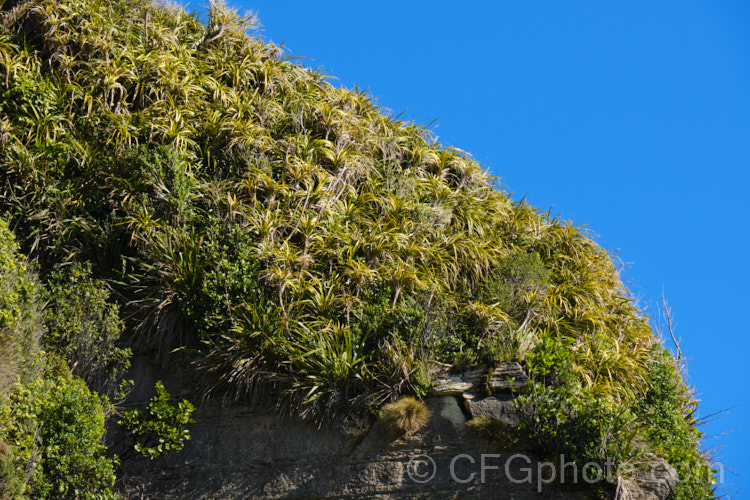 Astelia fragrans perched on coastal rock faces. This clumping, evergreen perennial is found through most of the damper areas of New Zealand from sea level to 900m. Its spring to early summer heads of tiny greenish cream flowers are followed in autumn by orange fruits. The species was once considered a form of Astelia nervosa. astelia-2377htm'>Astelia. <a href='asteliaceae-plant-family-photoshtml'>Asteliaceae</a>.