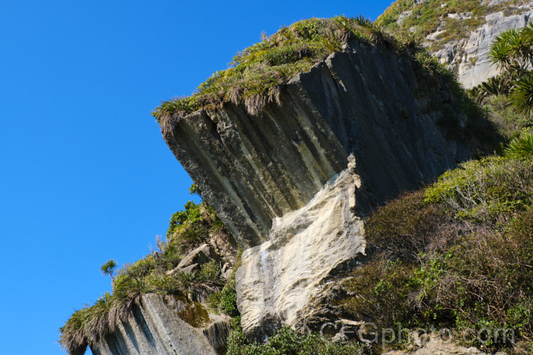 Astelia fragrans perched on coastal rock faces. This clumping, evergreen perennial is found through most of the damper areas of New Zealand from sea level to 900m. Its spring to early summer heads of tiny greenish cream flowers are followed in autumn by orange fruits. The species was once considered a form of Astelia nervosa. astelia-2377htm'>Astelia. <a href='asteliaceae-plant-family-photoshtml'>Asteliaceae</a>.