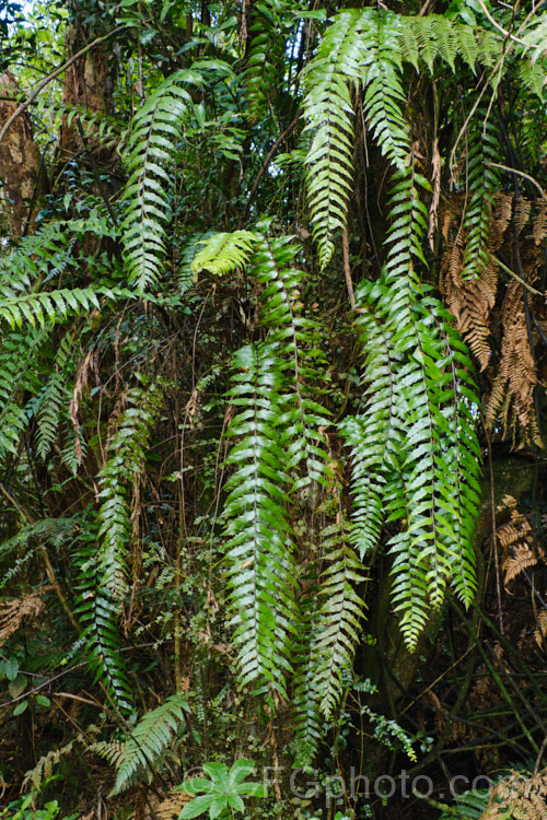 Sickle. Spleenwort or Mare's Tail. Fern (<i>Asplenium polyodon</i>), a mainly epiphytic fern that occurs naturally in New Zealand,Australia, the PacificIsland, Malaysia and Madagascar. The drooping, toothed edged, somewhat lustrous fronds are distinctive. asplenium-2279htm'>Asplenium. <a href='aspleniaceae-plant-family-photoshtml'>Aspleniaceae</a>.